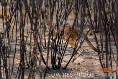 February 2020 / BSA_KI_185