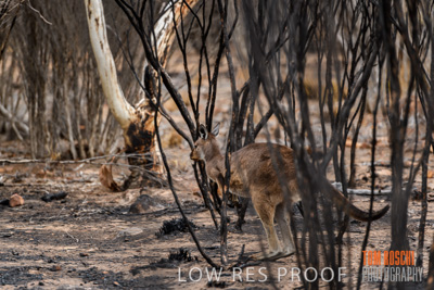 February 2020 / BSA_KI_186