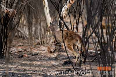 February 2020 / BSA_KI_187