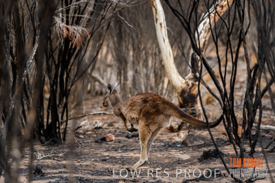 February 2020 / BSA_KI_188