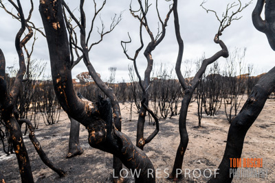 February 2020 / BSA_KI_190