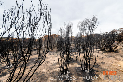 February 2020 / BSA_KI_193