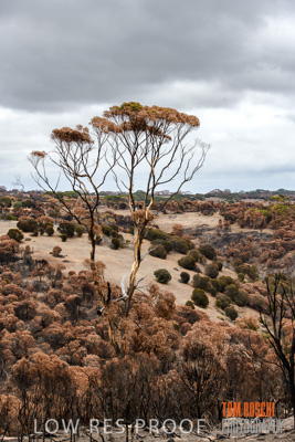 February 2020 / BSA_KI_199