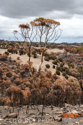 February 2020 / BSA_KI_200