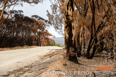 February 2020 / BSA_KI_219