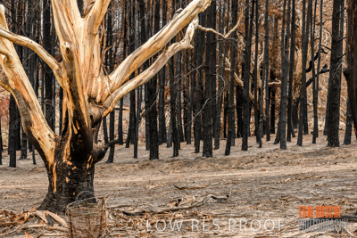 February 2020 / BSA_KI_277