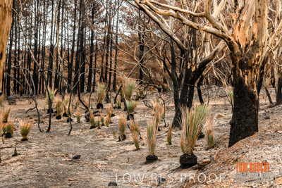 February 2020 / BSA_KI_278