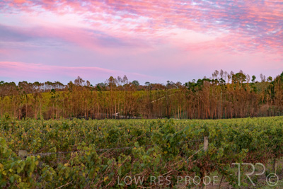 March 2020 / VERGARA_001