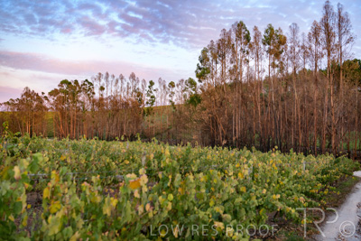 March 2020 / VERGARA_003