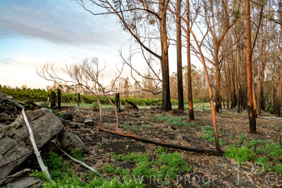 March 2020 / VERGARA_007