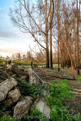 March 2020 / VERGARA_008