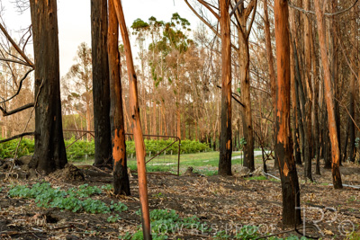 March 2020 / VERGARA_009