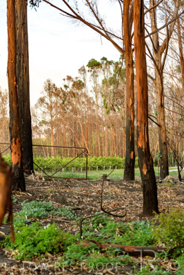 March 2020 / VERGARA_010