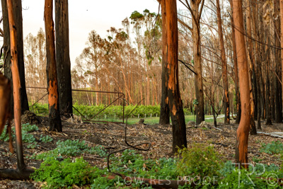 March 2020 / VERGARA_011