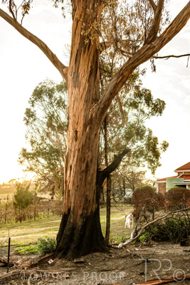 March 2020 / VERGARA_016