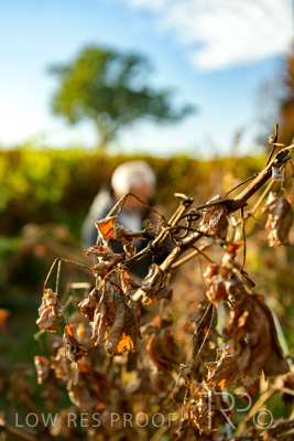 March 2020 / VERGARA_062