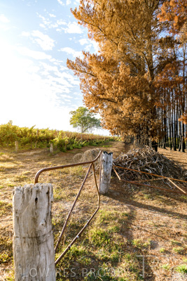 March 2020 / VERGARA_075