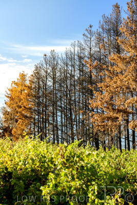 March 2020 / VERGARA_077