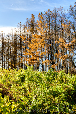 March 2020 / VERGARA_078