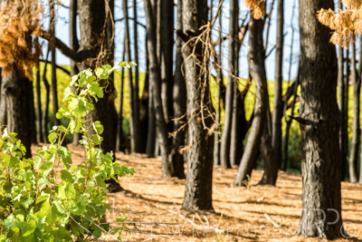 March 2020 / VERGARA_079