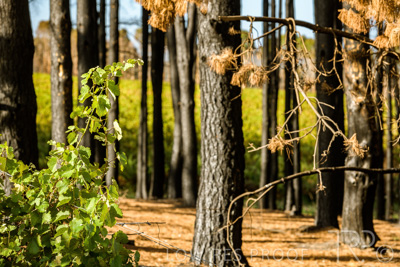 March 2020 / VERGARA_080