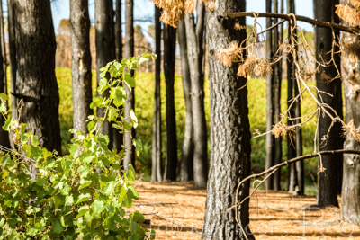 March 2020 / VERGARA_081