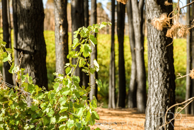 March 2020 / VERGARA_082