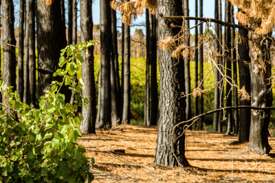 March 2020 / VERGARA_083