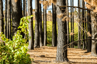 March 2020 / VERGARA_084