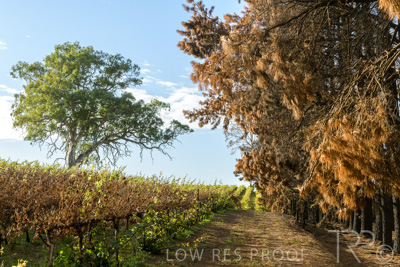 March 2020 / VERGARA_085