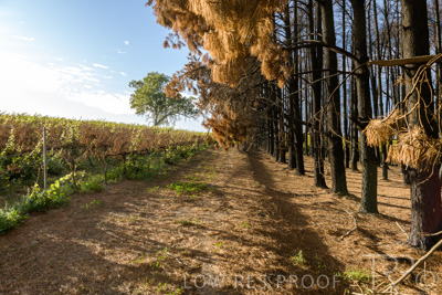 March 2020 / VERGARA_086