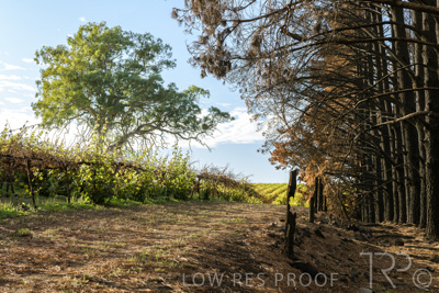 March 2020 / VERGARA_087