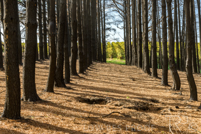 March 2020 / VERGARA_092