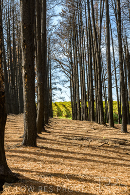 March 2020 / VERGARA_093