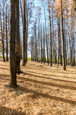 March 2020 / VERGARA_094