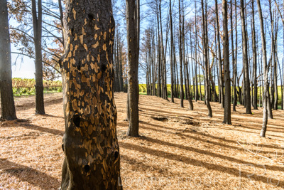 March 2020 / VERGARA_095