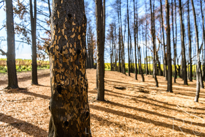 March 2020 / VERGARA_096