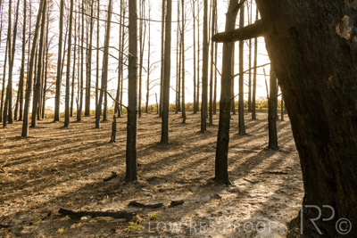 March 2020 / VERGARA_099