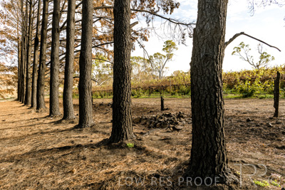 March 2020 / VERGARA_100