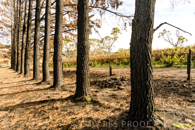 March 2020 / VERGARA_101