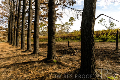 March 2020 / VERGARA_102