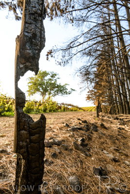 March 2020 / VERGARA_103