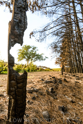 March 2020 / VERGARA_104