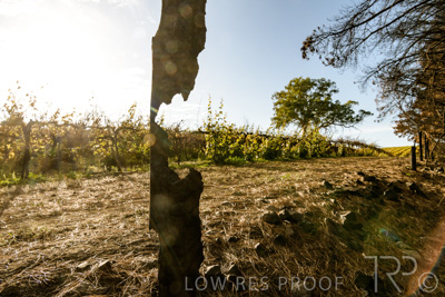 March 2020 / VERGARA_105