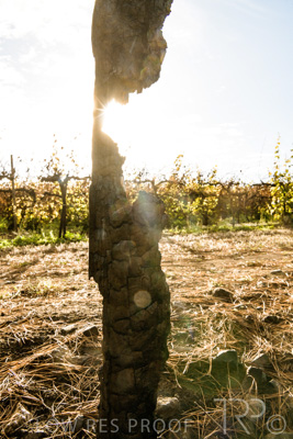 March 2020 / VERGARA_106