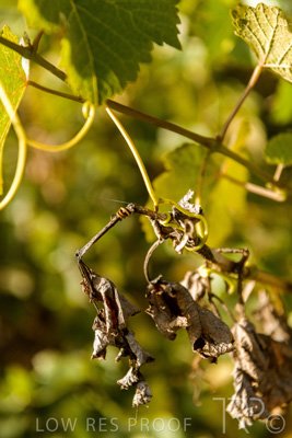 March 2020 / VERGARA_107