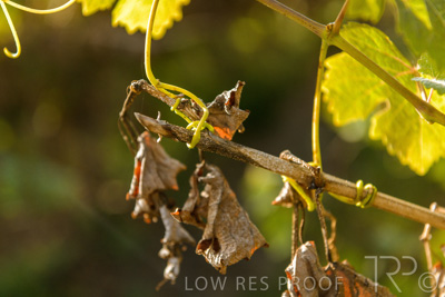 March 2020 / VERGARA_108