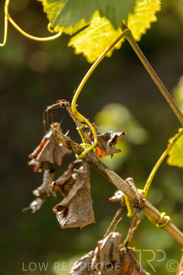 March 2020 / VERGARA_109