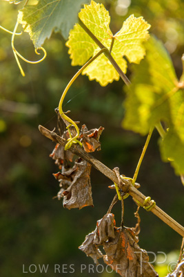 March 2020 / VERGARA_110