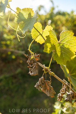 March 2020 / VERGARA_111